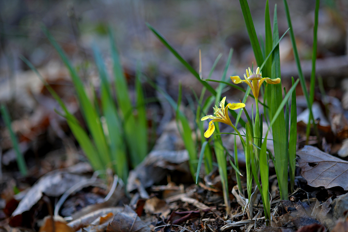 DSC_7732.jpg