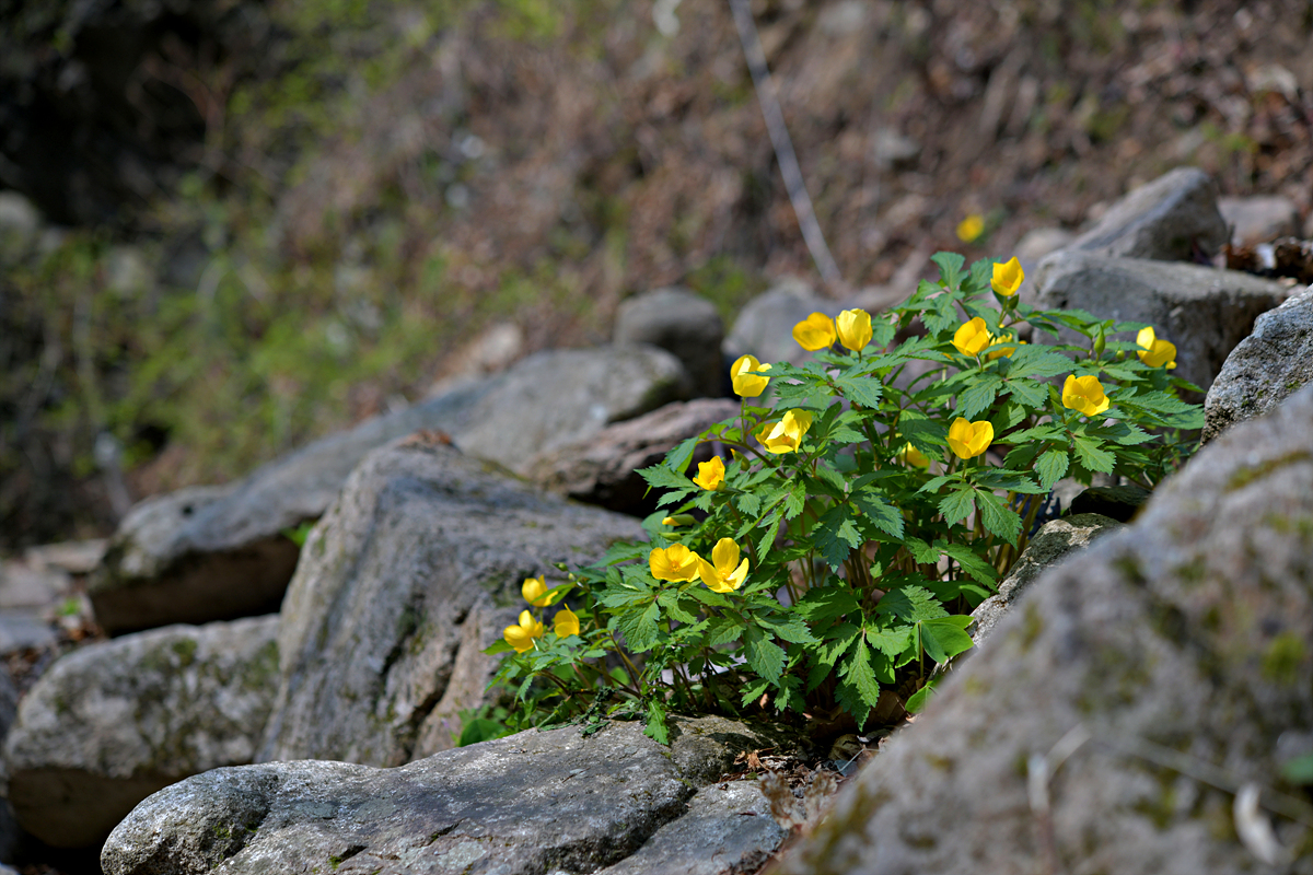 DSC_7572.jpg